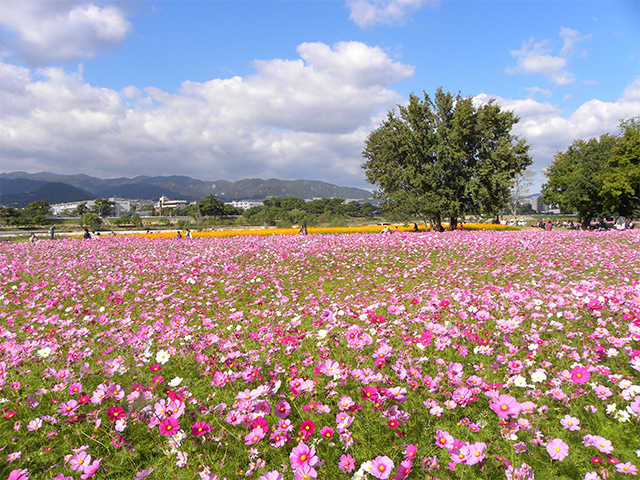 武庫川コスモス園