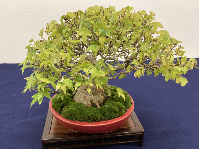 ミニ鉢 盆栽鉢 真新しい 盆栽小鉢 鉢 植木鉢 山野草鉢 蘭鉢 盆栽